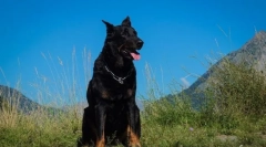 Boseron (fotografii): îngerul de urgență guardian pentru familie și păstor perfect